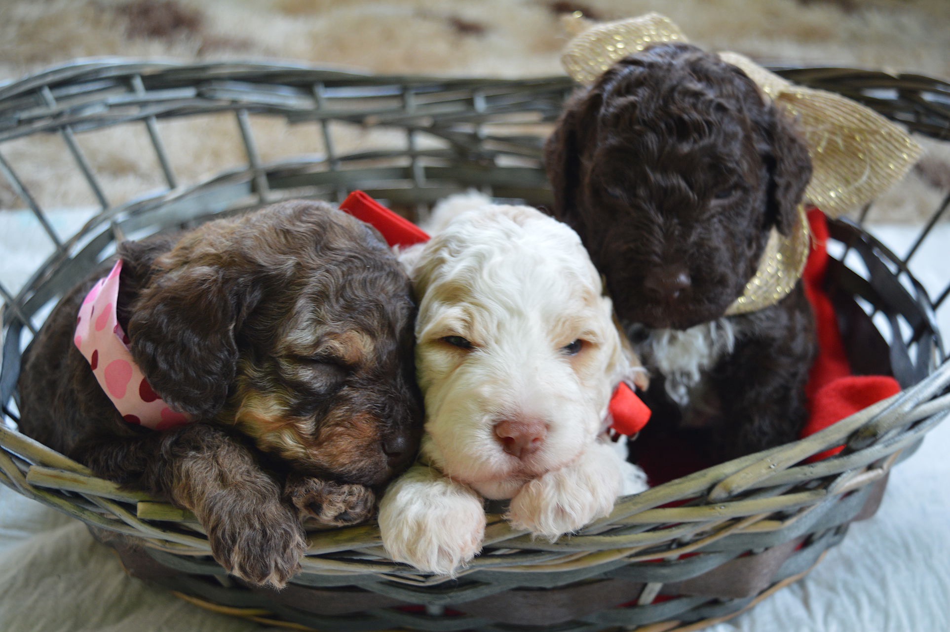 Hodowla Lagotto Romagnolo Z Ustrońskiego Zakątka - szczenięta lagotto romagnolo w Ustroniu, Beskidy